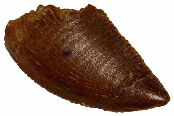 Serrated Raptor Tooth - Real Dinosaur Tooth #297759